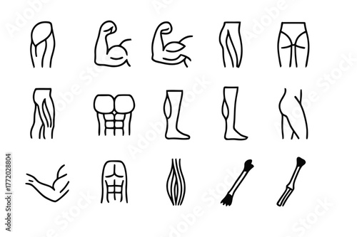 Muscle Anatomy Icons. Anatomy of muscles. Line icon set of anatomy of muscles: deltoid, biceps, triceps, quadriceps, hamstring, pectoral, calf muscle, gluteus,