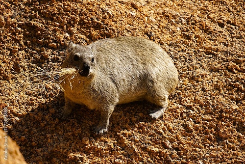 Close-up of a rock hyrax standing on a large rock in the Namib Desert. It has several blades of dry grass in its mouth. Procavia capensis. 