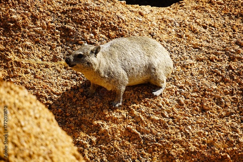 Close-up of a rock hyrax standing on a large rock in the Namib Desert. It has several blades of dry grass in its mouth. Procavia capensis. 
