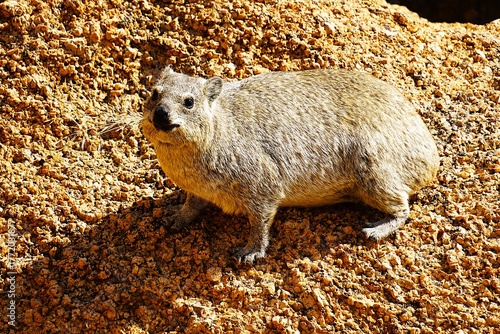 Close-up of a rock hyrax standing on a large rock in the Namib Desert. It has several blades of dry grass in its mouth. Procavia capensis. 