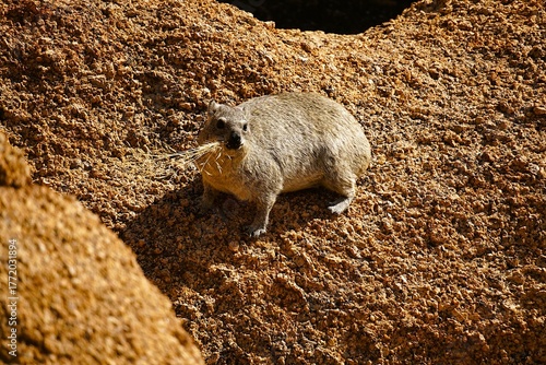 Close-up of a rock hyrax standing on a large rock in the Namib Desert. It has several blades of dry grass in its mouth. Procavia capensis. 