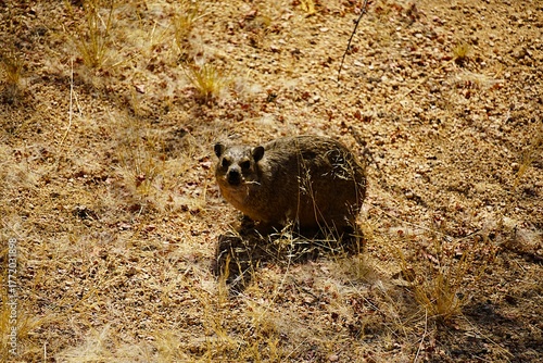 Close-up of a rock hyrax standing on a large rock in the Namib Desert. It has several blades of dry grass in its mouth. Procavia capensis. 