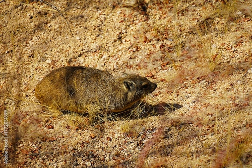 Close-up of a rock hyrax standing on a large rock in the Namib Desert. It has several blades of dry grass in its mouth. Procavia capensis. 