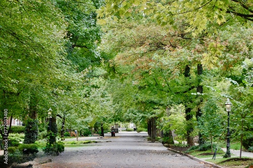 residential street with trees