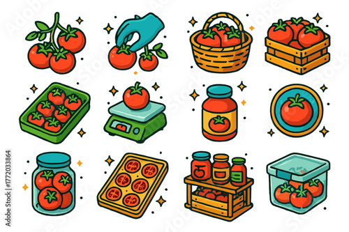Tomato Harvest Icons. Tomato harvesting and storage. Colorful isometric vector icons set of Tomato harvesting and storage: ripe fruit cluster, hand-picking