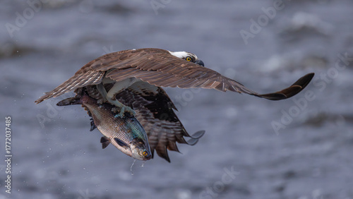 An impressive osprey captures a fish mid-flight, showcasing its hunting prowess against a moody water backdrop. The moment exemplifies nature's raw beauty and survival instincts.