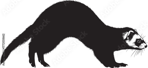 Silhouette of a black ferret with white facial markings crouched low ready to pounce on a