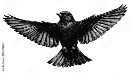 eagle on white background