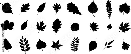 Tree leaves black silhouette vector botanical illustration isolated on white background
