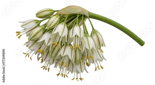 White Allium siculum flowers with drooping petals isolated on white.