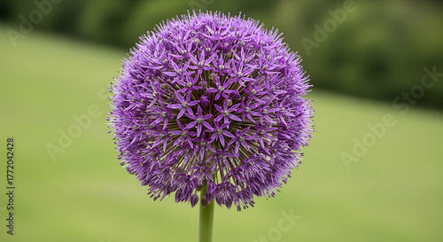 Close-up of a purple Allium giganteum flower in bloom.