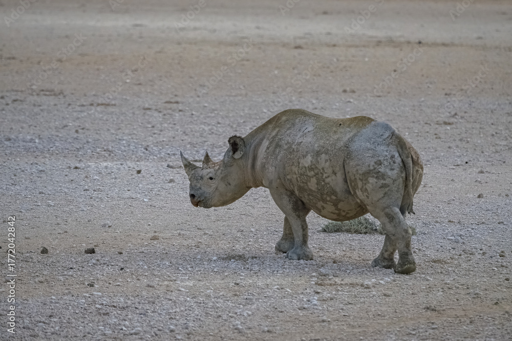 Fototapeta premium A black rhinoceros, Diceros bicornis, in the bush in Namibia, wild animal