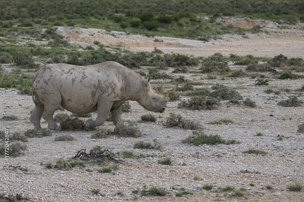Fototapeta premium A black rhinoceros, Diceros bicornis, in the bush in Namibia, wild animal 