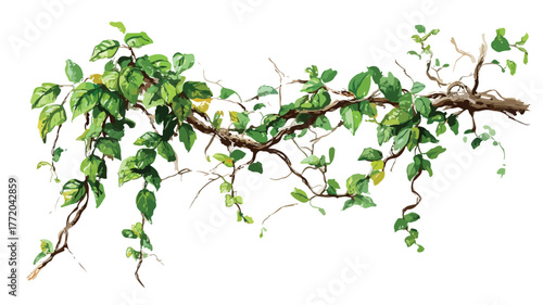 Elegant Long-Stemmed Woody Vine Climbing Among Trees Vector