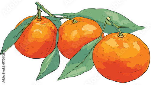 Vibrant Mandarin Set Vector Illustration Cartoon Isolated Vector
