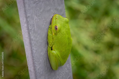 A bright green tree frog clings tightly to a metal rail in a Virginia marshland. 