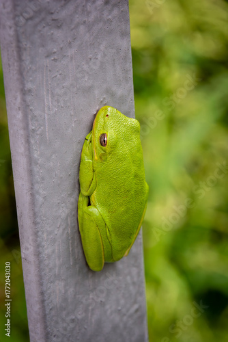 A bright green tree frog clings tightly to a metal rail in a Virginia marshland. 
