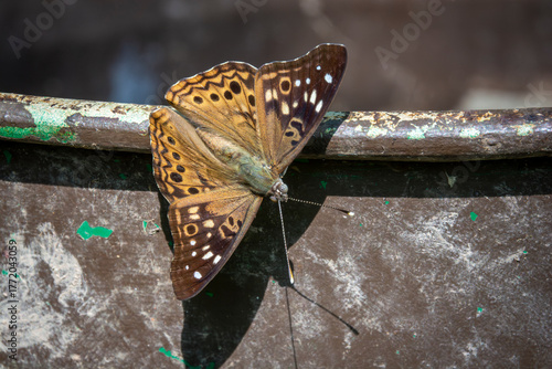 A hackberry emperor butterfly with brown wings patterned in orange, white, and black spots rests on a worn metal surface.