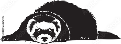 Adorable ferret lying down relaxed silhouette graphic art cute pet animal portrait isolated on white