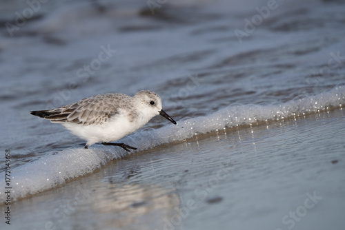 Sandpiper running on beach in Cape May, New Jersey