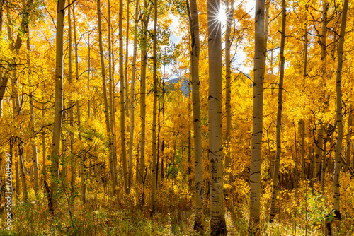 Aspen yellow forest