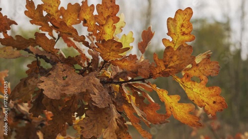 Golden Oak Leaves: Close-up on dry, brown-yellow autumn foliage on a tree branch, showing seasonal texture