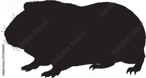 Silhouette of a fluffy guinea pig standing on its paws side view capturing its distinct shape and texture