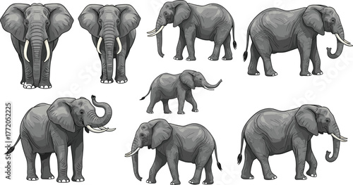 Elephant illustrations, realistic cartoon style, various poses, tusks and trunks, wildlife anatomy, animal graphics, educational asset, vector design