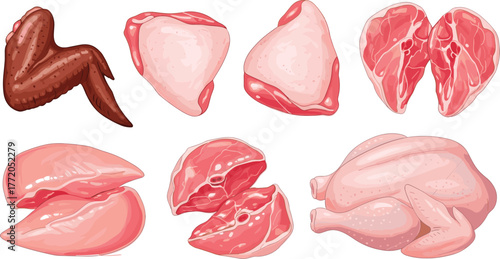 Raw chicken cuts illustration, poultry meat types, drumsticks, thighs, breasts, whole chicken, food anatomy, cooking ingredient, vector graphic