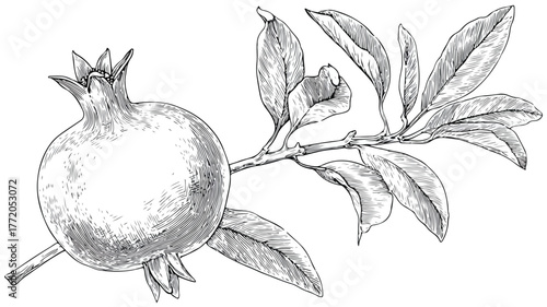 Botanical Illustration of Pomegranate Plant with Leaf - Vector Drawing