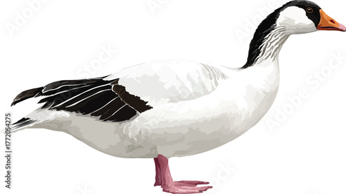 Goose with White Body and Black Tail Vector Outline