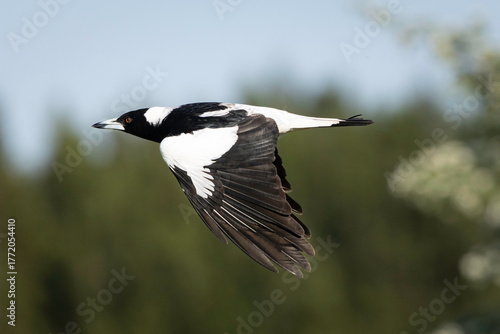 Australian magpie (Gymnorhina tibicen) flying, Yarralumla Equestrian Centre, ACT, October 2025