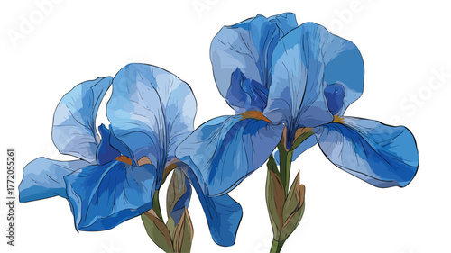 Blue Iris Flower Vector Illustration on White Background - Beautiful and Detailed Floral Design for Graphic Projects