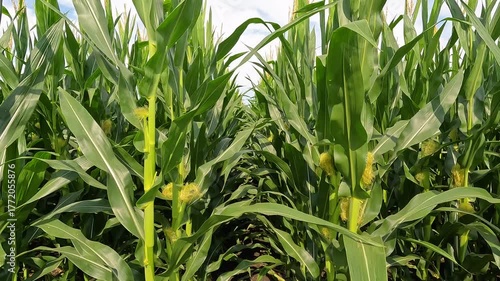 Full length view of healthy green corn crops within an agricultural field. Plants are lush and green, set against a cloudy blue Summer sky. Captured in early July in the Midwest, USA.