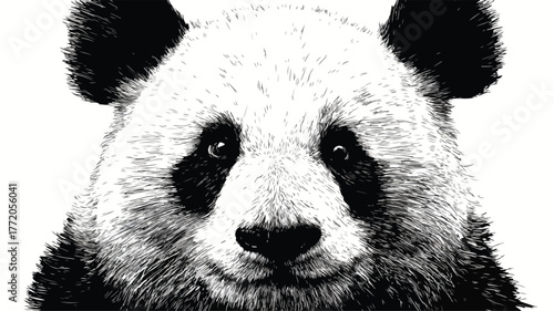Majestic Panda Bear Portrait Vector Illustration with Outline
