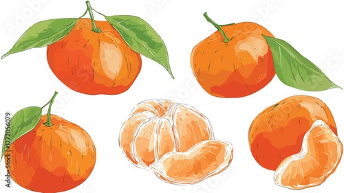 Vibrant Mandarin Set Vector Illustration Cartoon Isolated - 01f46638-3441-4f01-9f7f-270ec70e6fe5