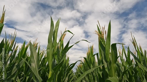 Rows of healthy green corn crops within an agricultural field. Plants are lush and green, set against a cloudy blue Summer sky. Captured in early July in the Midwest, USA.