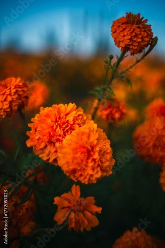 Detail of beautiful marigold flowers, traditional flowers for the Day of the Dead in Mexico.
