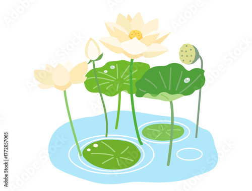池になる蓮の花と葉と実をイメージしたイラスト　白色バージョン