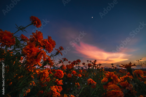 Mexican landscape at autumn sunset with marigold flowers, with a beautiful sky with reddish lights and the moon