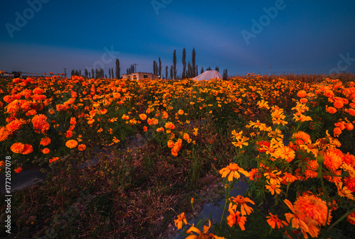 Mexican landscape at autumn sunset with marigold flowers, during the blue hour
