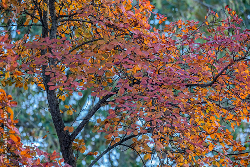 Felsenbirne (Amelanchier), Herbstfärbung