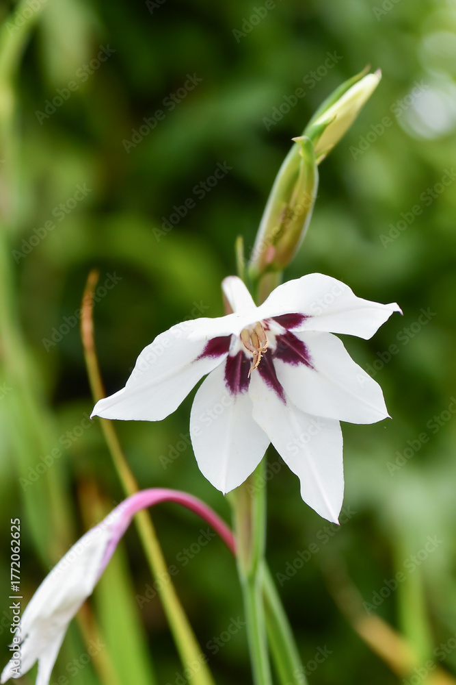 Fototapeta premium アビシニアングラジオラス Abyssinian Gladiolus