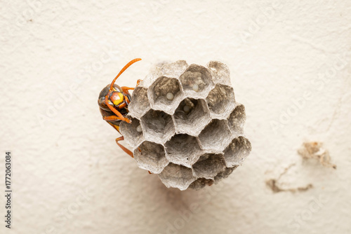 Australian Paper Wasp (Polistes humilis) and nest, Canberra, ACT, October 2025