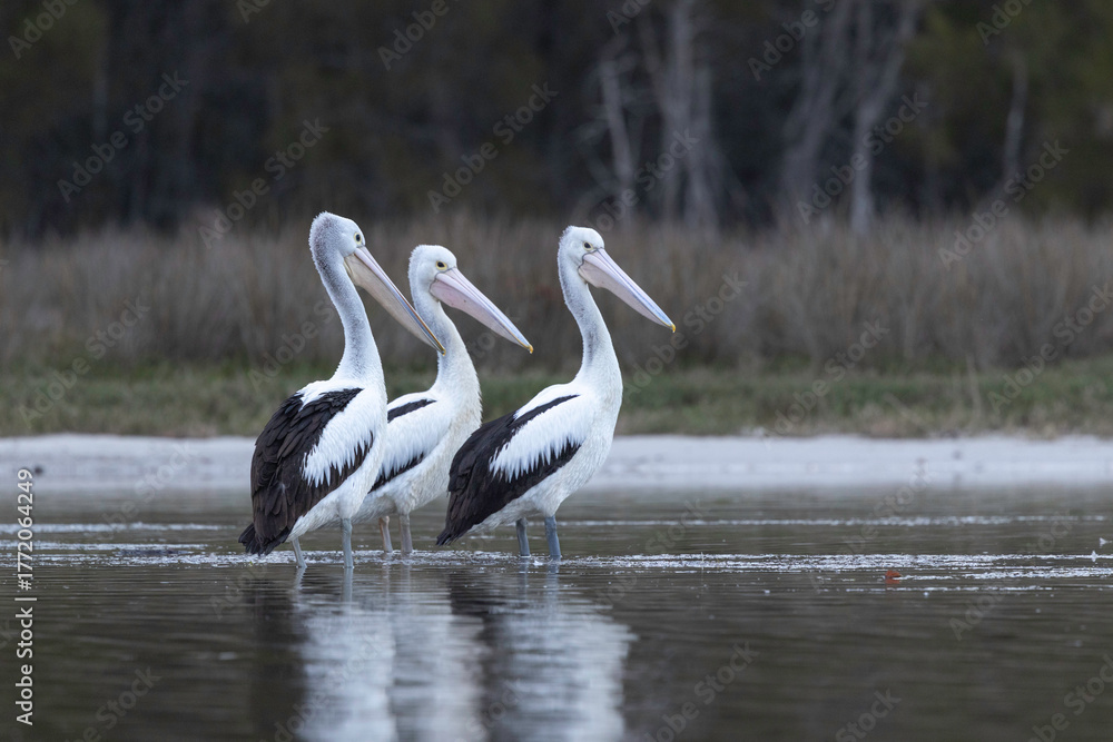 Naklejka premium Australian pelican (Pelecanus conspicillatus), Corunna Lake, NSW, August 2025