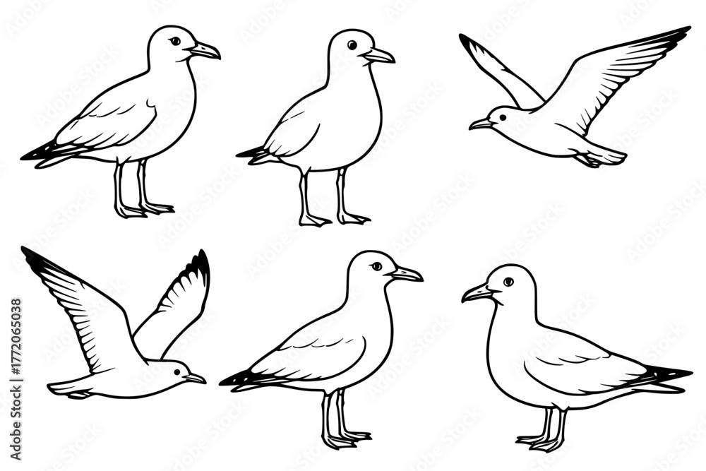 Obraz premium Illustration of 6 Seagulls, outline version
