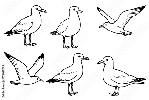Illustration of 6 Seagulls, outline version