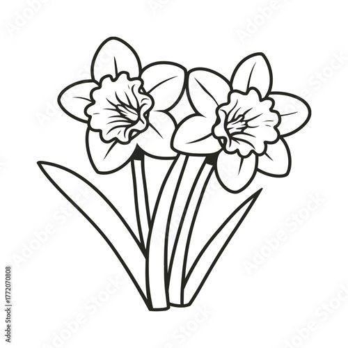 Daffodils flowers in bloom outline black line art drawing springtime seasonal blossom floral illustration