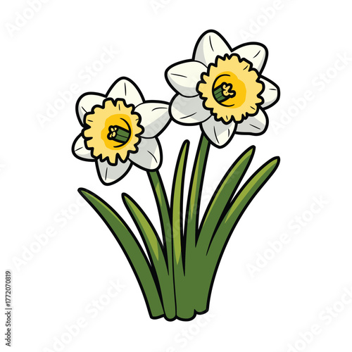 Spring yellow and white daffodil flowers growing with green stems and leaves isolated nature vector illustration