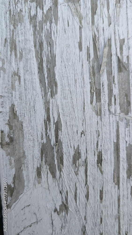 Obraz premium Old wood painted white